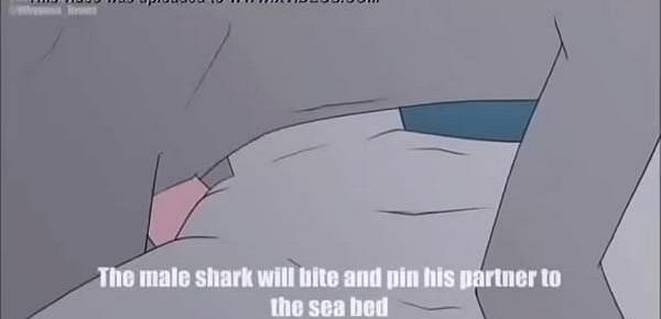  Shark Furry Porn (sound!)